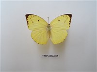 藏品(遷粉蝶)的圖片